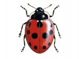 Illustration of Eleven-spot Ladybird (coccinella 11-punctata) (#0494)
