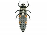 Illustration of Eleven-spot Ladybird larvae (Coccinella 11-punctata) (#1793)