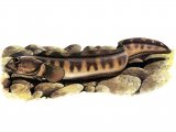 Illustration of Eel-pout (Zoarces viviparus) (#1017)