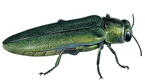 Illustration of Emerald Ashborer (Agrilus planipennis) (#4410)