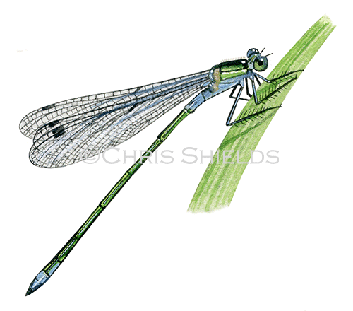 Illustration of Emerald Damselfly (Lestes sponsa) (#1284)