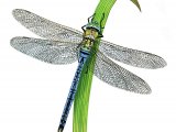 Illustration of Dragonfly (Emperor) Anax imperator (#3378)