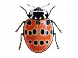Illustration of Eyed Ladybird (with rings) Anatis ocellata (#0495)