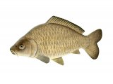 Illustration of Common Carp (Cyprinus carpio) (#3224)