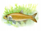 Illustration of Golden Orfe (Leuciscus idus (#0167)