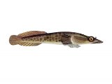 Illustration of Shore Clingfish (Lepadogaster lepadogaster) (#3068)