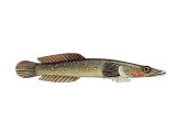 Illustration of Connemara Clingfish (Lepadogaster candollei) (#3071)