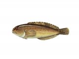 Illustration of Unctuous Sucker (Liparis liparis) (#3084)