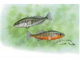 Illustration of Stickleback (Three-spined) Gasterosteus aculeatus (#0190)