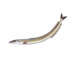 Illustration of Lesser Sand-eel (Ammodytes tobianus) (#3080)