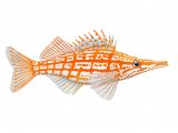 Illustration of Longnose Hawkfish (#3424)