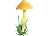 Illustration of Hygrocybe citrinovirens (Citrine Waxcap) (#3064)