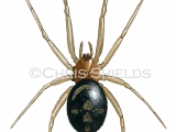 Illustration of False Widow Spider (Steatoda grossa) (#1510)