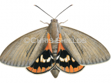 Illustration of Fan Palm Moth (Paysandisia archon) (#4665)