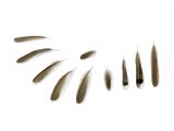 Illustration of Fan-tailed Warbler feathers (Cisticola juncidis) (#2939)