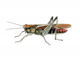 Illustration of Lesser Marsh Grasshopper (Chorthippus albomarginatus) (#2586)