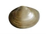 Illustration of Fine lined pea mussel (Pisidium tenuilineatum) (#2834)
