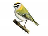 Illustration of Firecrest (Regulus ignicapillus) (#3989)