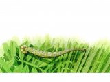 Illustration of Fish Leech (Piscicola geometra) (#0737)