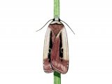 Illustration of Flame Shoulder (Ochropleura plecta) (#2882)
