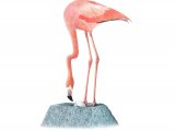 Illustration of Flamingo (American) Phoenicopterus ruber (#3868)