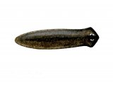 Illustration of Flatworm (Dugesia lugubris) (#1543)