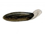 Illustration of Flatworms (Dugesia lugubris) (#2283)