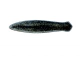 Illustration of Flatworm (Polycelis) (#2285)