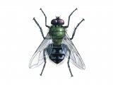 Illustration of Fly (Cluster) Pollenia rudis (#1150)