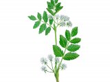 Illustration of Fool's Watercress (Apium nodiflorum) (#2807)