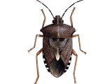Illustration of Forest Bug (Pentatoma rufipes) (#2145)