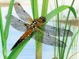 Illustration of Dragonfly (Four-Spotted Chaser) Libellula quadrimaculata (#3376)