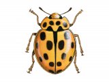 Illustration of Fourteen-Spot Ladybird (Black on Yellow) Propylea 14-puncata (#0498)