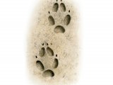 Illustration of Fox Footprints (#4183)