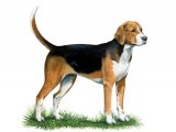 Illustration of Fox Hound (Canis lupus familiaris) (#2206)