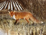 Illustration of Fox (red) Vulpes vulpes (#1318)