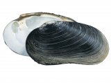 Illustration of Freshwater Mussel (Margaritifera auricularia) (#4365)