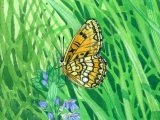 Illustration of Fritillary (Small pearl-bordered) Boloria selene (#0301)