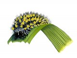 Illustration of Fritillary caterpillar (Heath) Mellicta athalia (#2860)