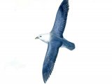 Illustration of Fulmar in fight (Fulmarus glacialis) (#1732)