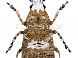 Illustration of Fungus Weevil (Platystomos albinus) (#4723)