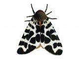 Illustration of Garden Tiger Moth (Arctia caja) (#0924)
