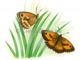 Illustration of Gatekeeper (Pyronia tithonus) (#3396)
