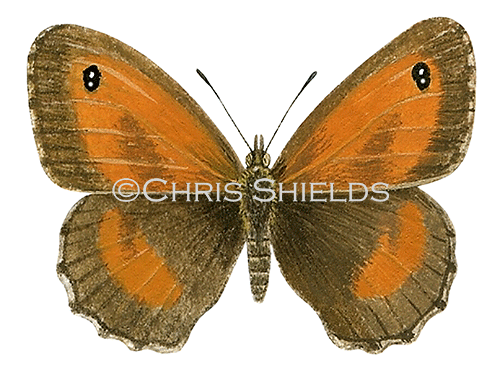 Illustration of Gatekeeper (male) Pyronia tithonus (#0302)