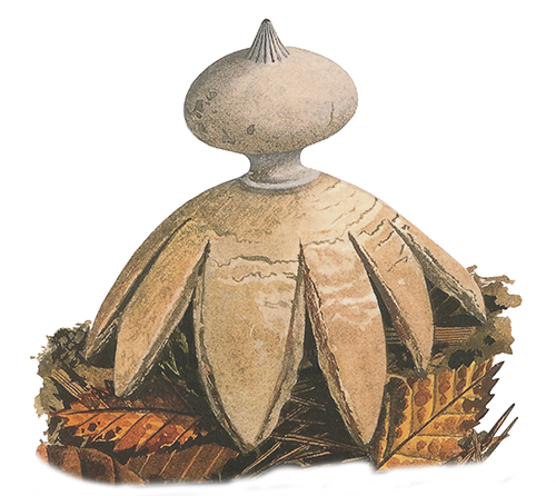 Illustration of Geastrum-striatum (Stiated Earthstar) (#4480)