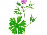 Illustration of Geranium dissectum (Cut-leaved Cranes-bill) (#2767)