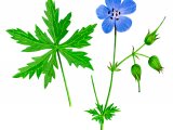 Illustration of Geranium pratense (Meadow Cranes-bill) (#2768)