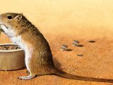 Illustration of Gerbil (Meriones unguiculatus) (#0261)
