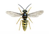 Illustration of German Wasp worker (Vespula germanica) (#1114)