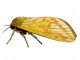 Illustration of Ghost Swift Moth (female) Hepialus humuli (#1425)